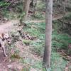 Rory the trail dog feeling the long ascents on Buffalo Trace Trail.