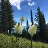 Bear grass in full bloom off the Highpoint Trail.