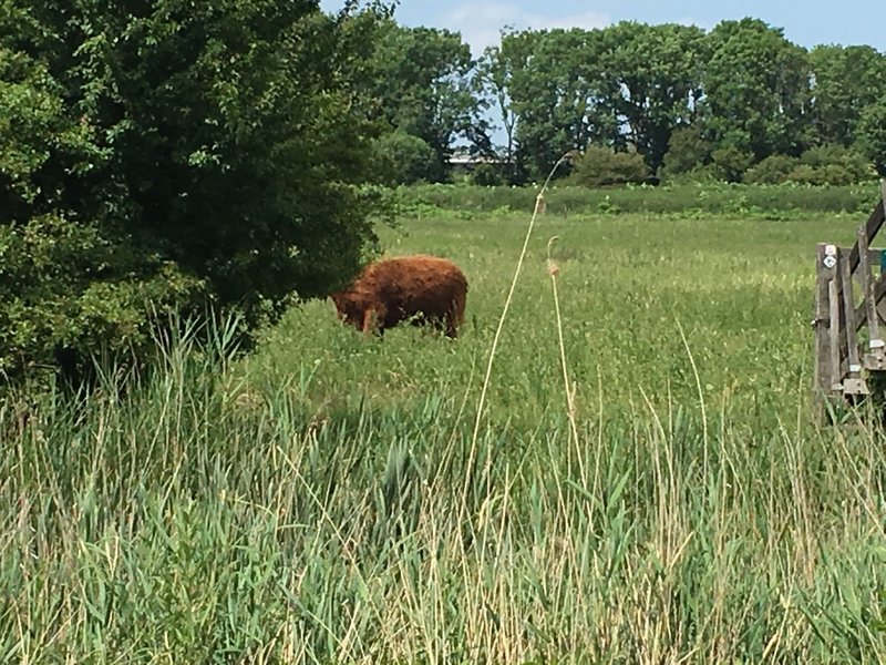 A cow practice his hiding skills along the Kromslootpark trail.