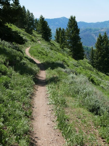 The Broadway Saddle Trail is a gigh alpine singletrack connector to other trail options.