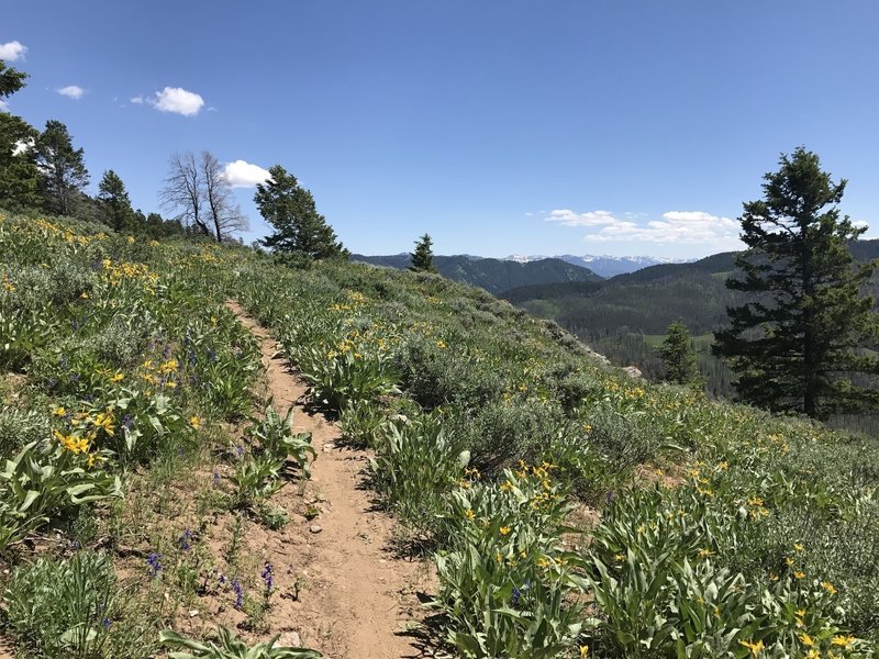 Heading up and southeast on the Skyline Trail. First day of July and the flowers were in full bloom.