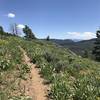 Heading up and southeast on the Skyline Trail. First day of July and the flowers were in full bloom.