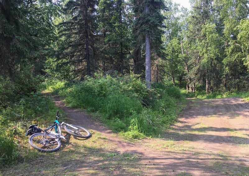 This singletrack crosses several other wide xcountry ski trails as it