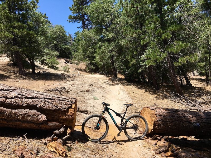 Rim Nordic XC