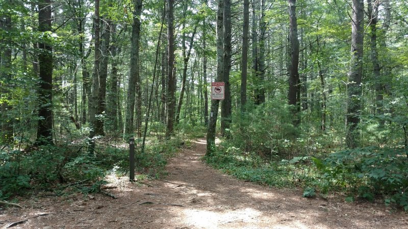 Entrance to Trail, marked only by a white blaze.