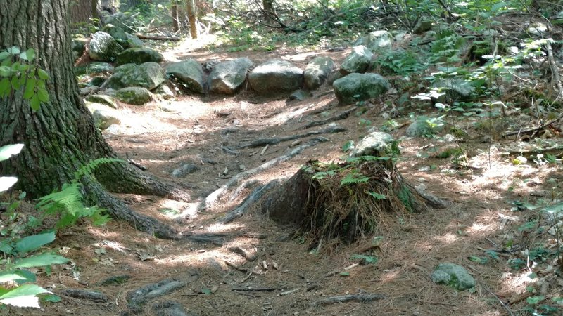 This line of eight inch or higher rocks is the only notably difficult spot on the Deer Run trail.