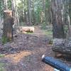 Recently cleared blowdowns near the start of the trail