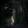 Jones Park trail.