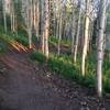 Discovery Trail gently climbs through sections of aspen tree forest.