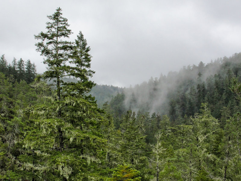 Fog drifts through the mountains on a rainy day.