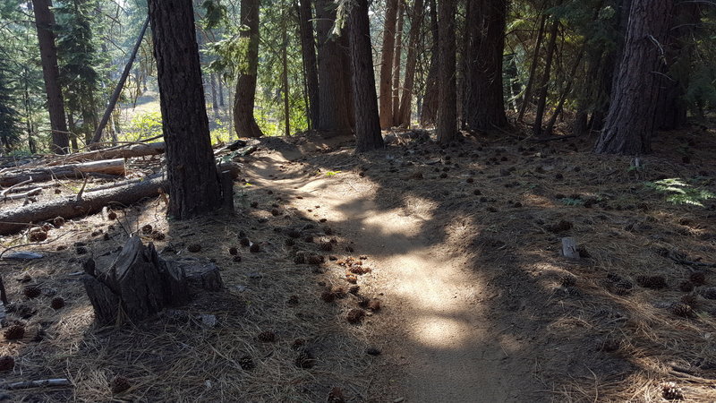 Steve Larsen Trail