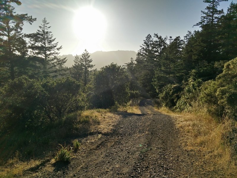 Manzanita Fire Road