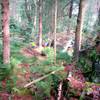 Primordial forest on the Kennison Mountain Trail. Photo by Mike Boyes