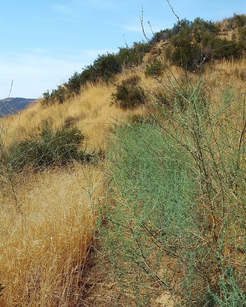 Burn Victim Trail