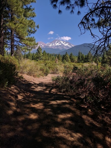 View of Mt Shasta.