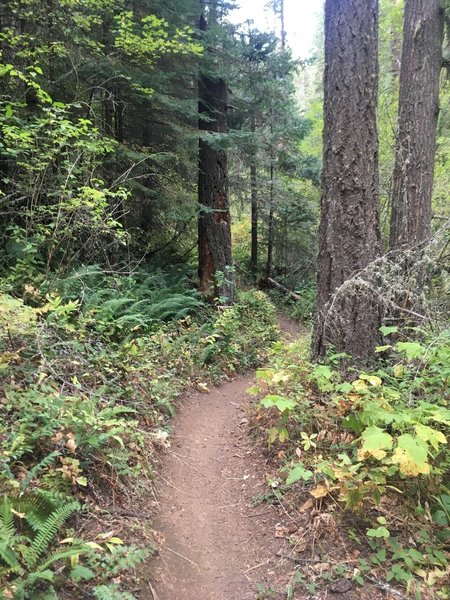 Table Springs/Bear Creek