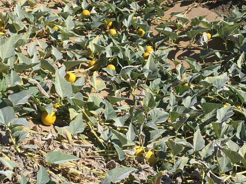 Not sure what these are but I'm guessing not edible as there are tons of them growing wild at the trail entrance.