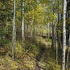 Fall colors on the Sherwood Gulch singletrack.