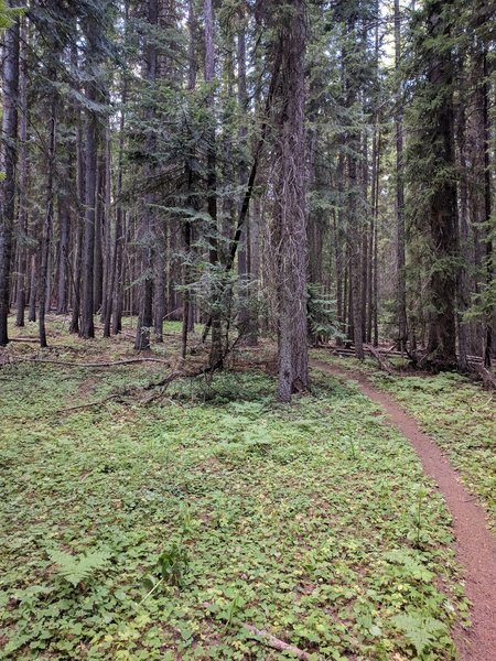 Mottet/Sinks Trail #3233