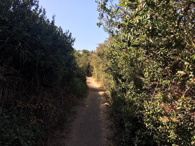 Buck Gully Trail