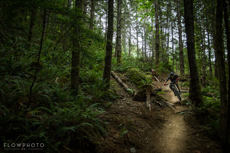 Builder of Megafauna - Bryan Connolly rips through the roots and rocks on a typical PNW day