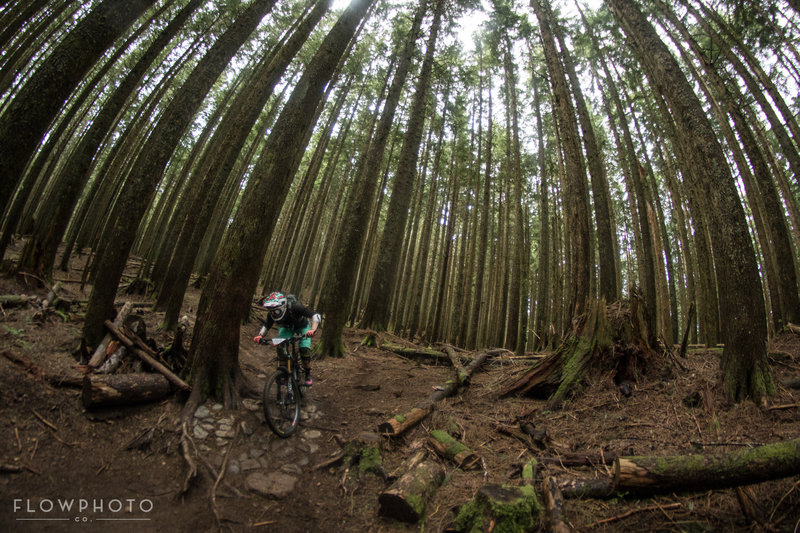 Tall trees surround riders on the downhill.