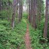 Nice singletrack.