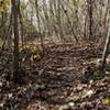 Twisty singletrack through the trees