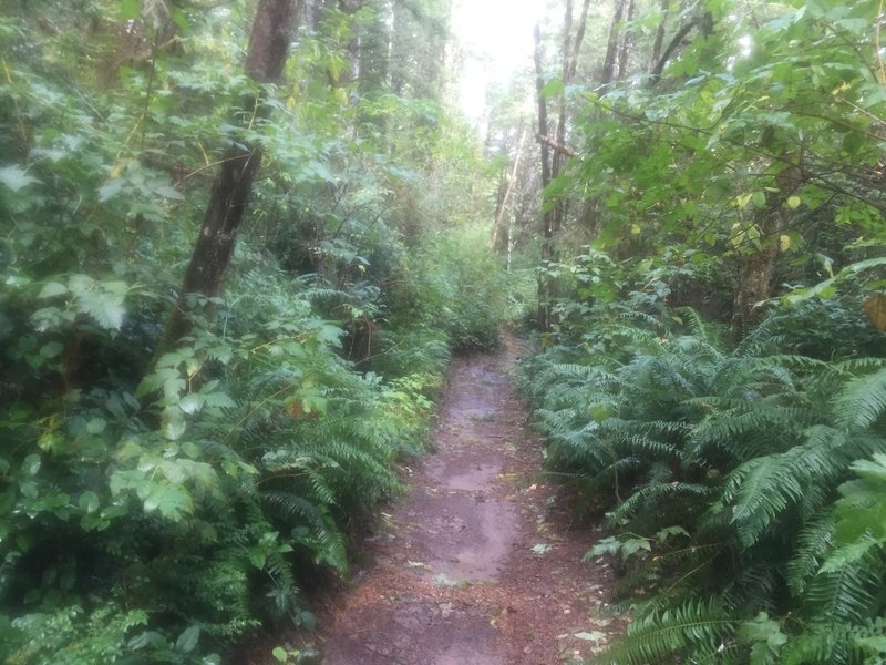 Winchester North Mountain Bike Trail, Coquille, Oregon