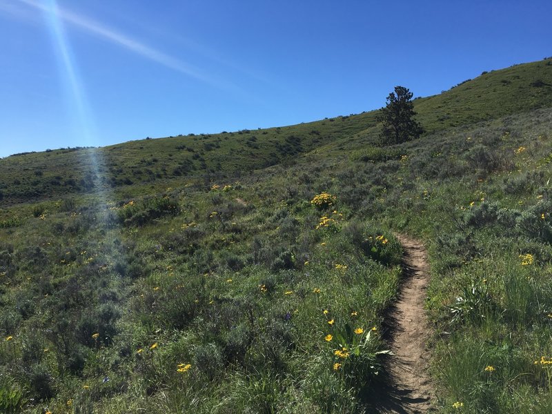 Manastash Ridge Northface Ride