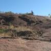 Climbing the Big-Rock Morwa