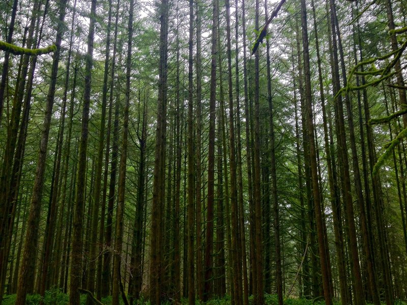 Ridgeline Trail West