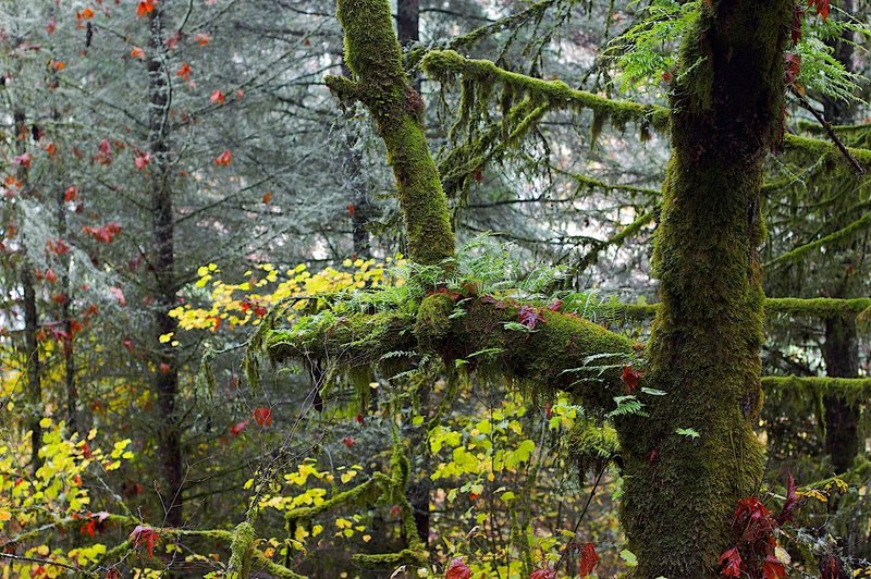 Ridgeline Trail East