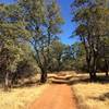 The trail is dirt through this section