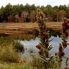 Lake view on the Rockingham Rail Trail.