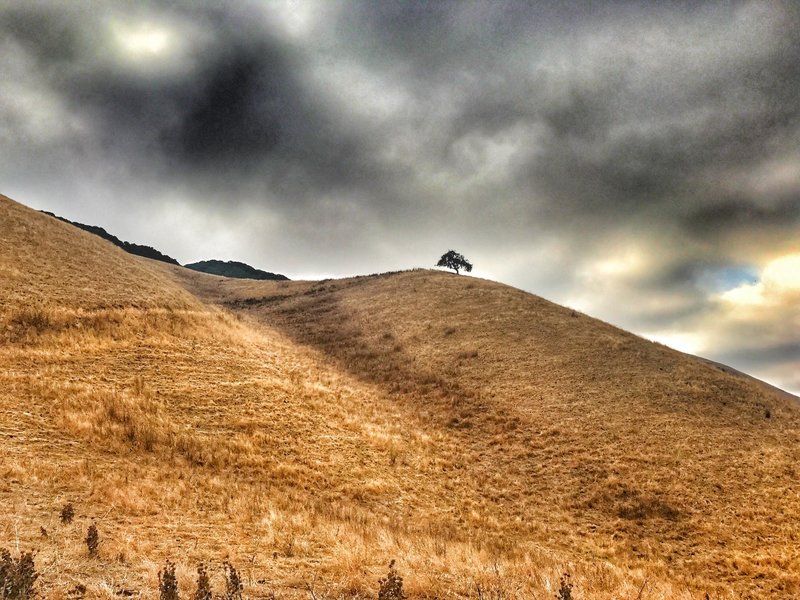 Lone Tree.