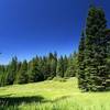 A nice meadow.
