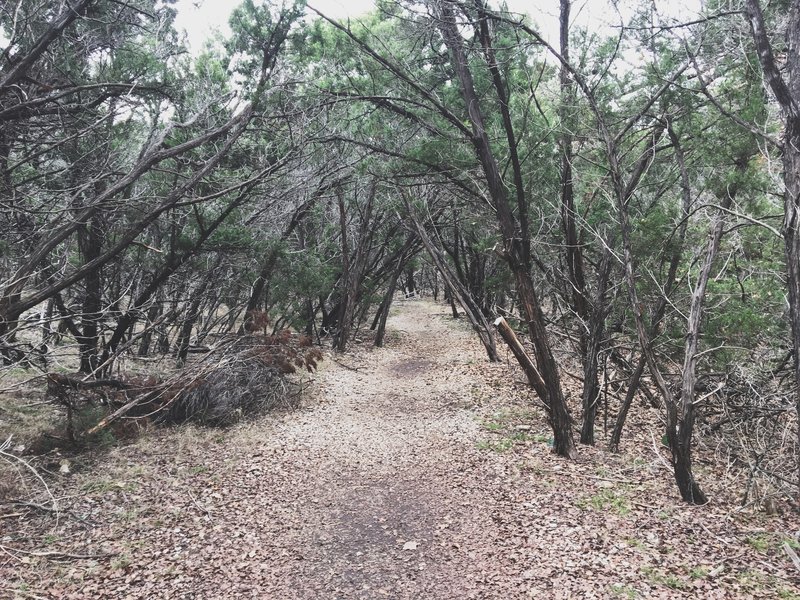 Thick Junipers line the trail.