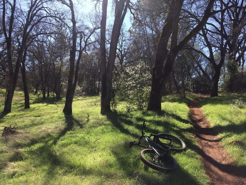 Tacky+dry singletrack on Foresthill Divide.