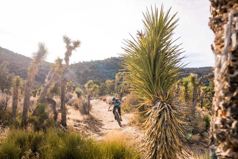Cactus Flats OHV Mountain Bike Trail, Big Bear City, California