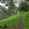Crockett Hills Trail - Might be Tree Frog Loop