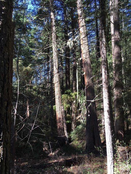 Hidden Creek Loop Trail