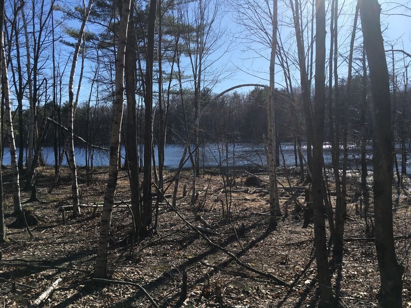 Beaver Pond on Long Loop