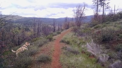 Mckenzie Gulch Trail Mountain Bike Trail Weaverville California