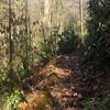 Photo of the trail.