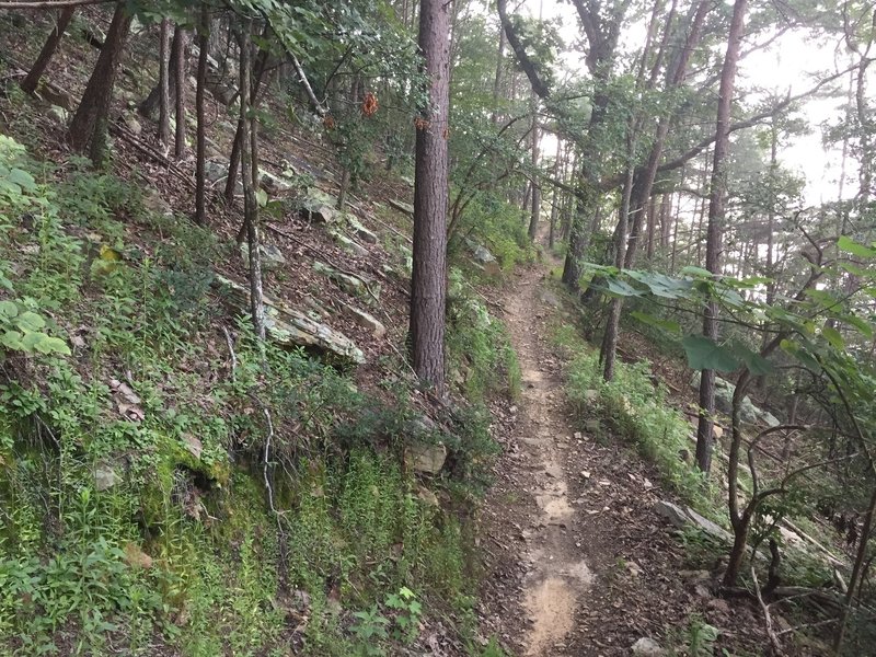 raccoon mountain mtb