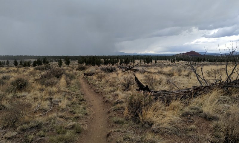Coyote Loop