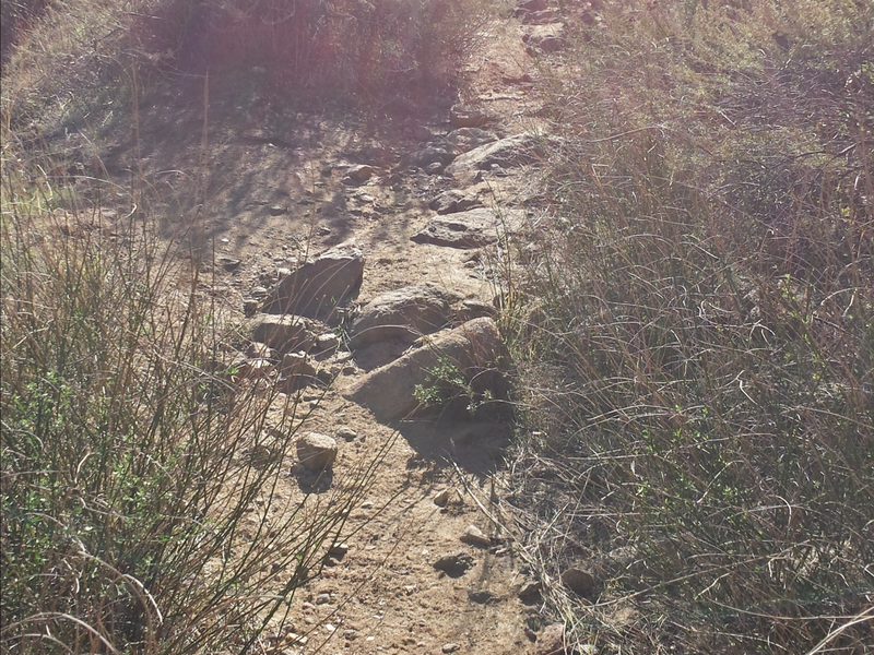 Singletrack climbing up Eagle Peak Road