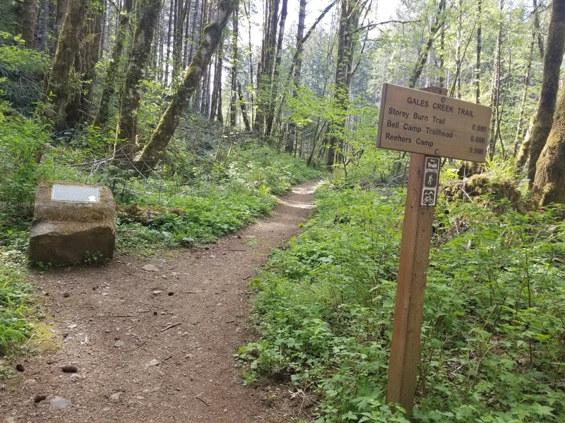 Gales Creek Trail