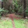 Pine needle covered trail
